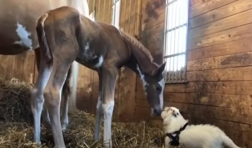 El video ha sido compartido en el canal Rumble Viral. Foto: captura de YouTube.