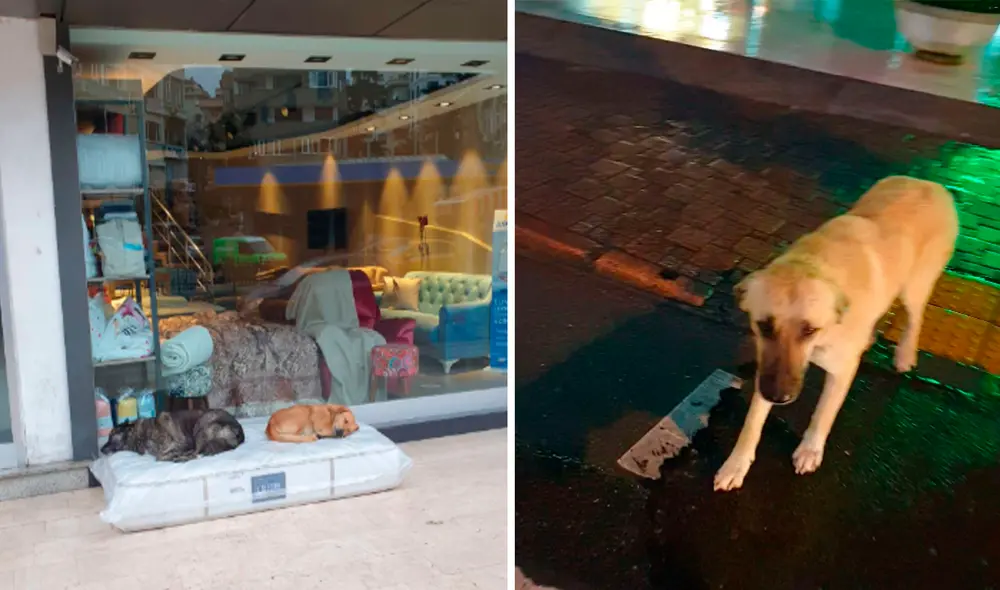 El dueño del negocio siente gran debilidad por los perros sin hogar. Foto: captura de Facebook El dueño del negocio siente gran debilidad por los perros sin hogar. Foto: captura de Facebook