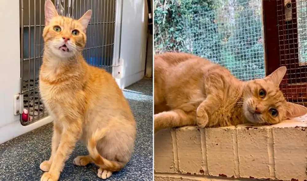 El minino no pierde la esperanza de encontrar un nuevo hogar. Foto: captura de Facebook