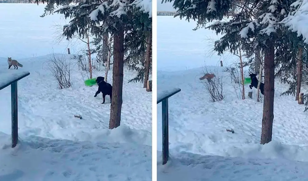 Un hombre acudió a la casa de sus padres acompañado de su perro; sin embargo, no imaginó que tendrían la visita de un zorro. Foto: Caters Clips