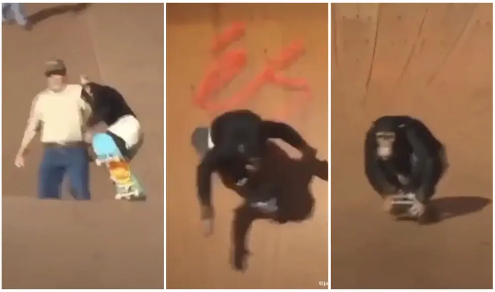 El animal se lució en el parque de patinaje. Foto: captura de TikTok (jason.handrahan)