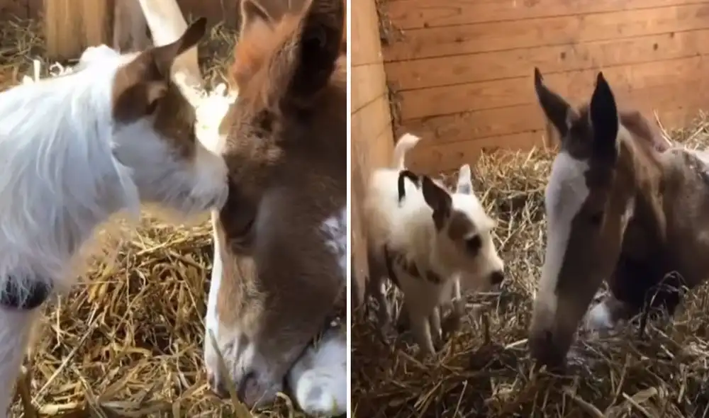 La cuidadora de ambos animales los captó mientras estos se mostraban afecto. Foto: captura de YouTube