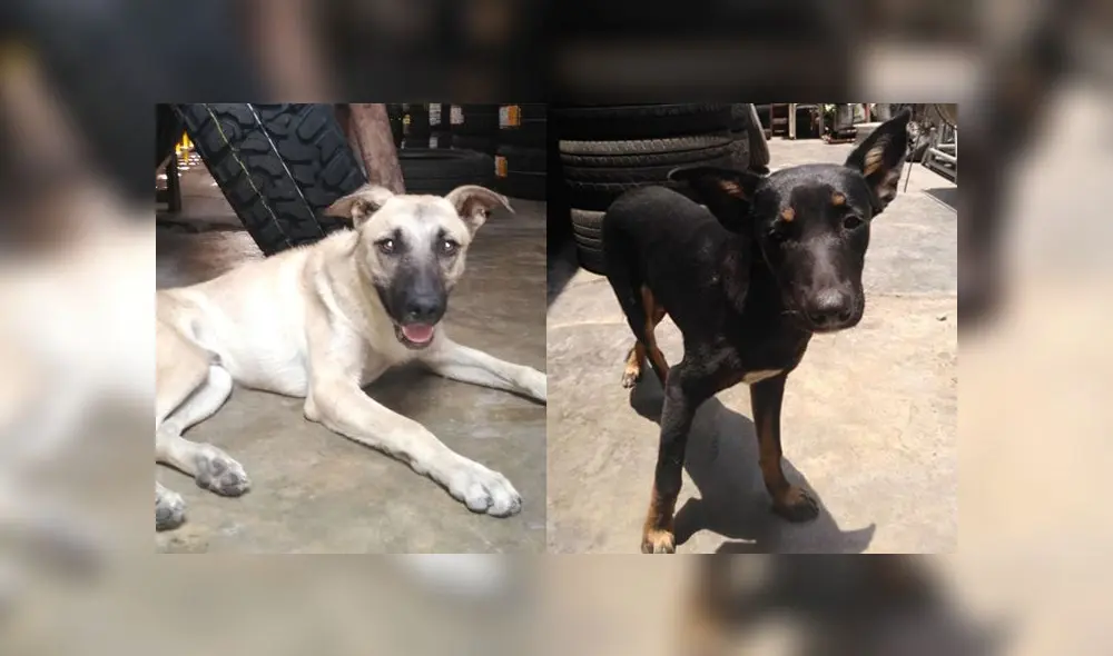 Hashi y Negrito se llevan bien con humanos y animales. Son juguetones y alegres.