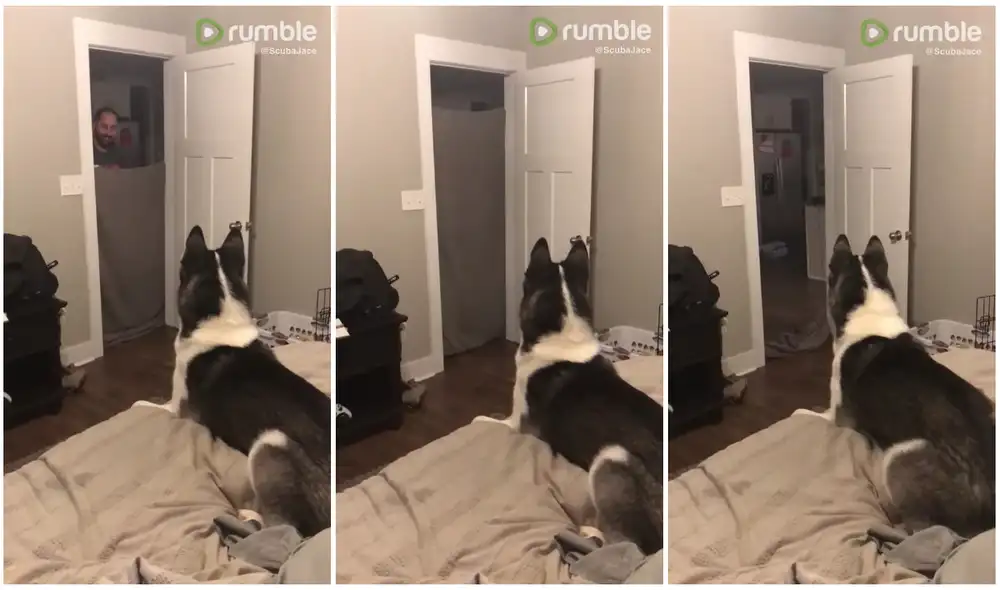 El animal estuvo muy confundido tras ver que su dueño ya no estaba. Foto: captura de YouTube, Rumble Viral