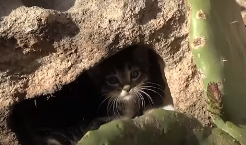 El video ha sido compartido a través del canal El Dodo. Foto: captura de YouTube. El video ha sido compartido a través del canal El Dodo. Foto: captura de YouTube.