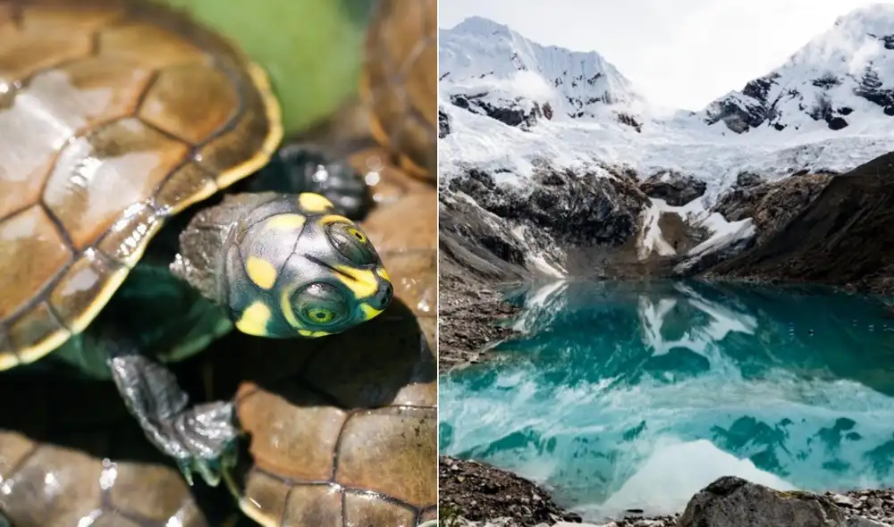 La suspensión estará vigente desde el 31 de enero hasta el domingo 14 de febrero de 2021. Foto: Sernamp La suspensión estará vigente desde el 31 de enero hasta el domingo 14 de febrero de 2021. Foto: Sernamp