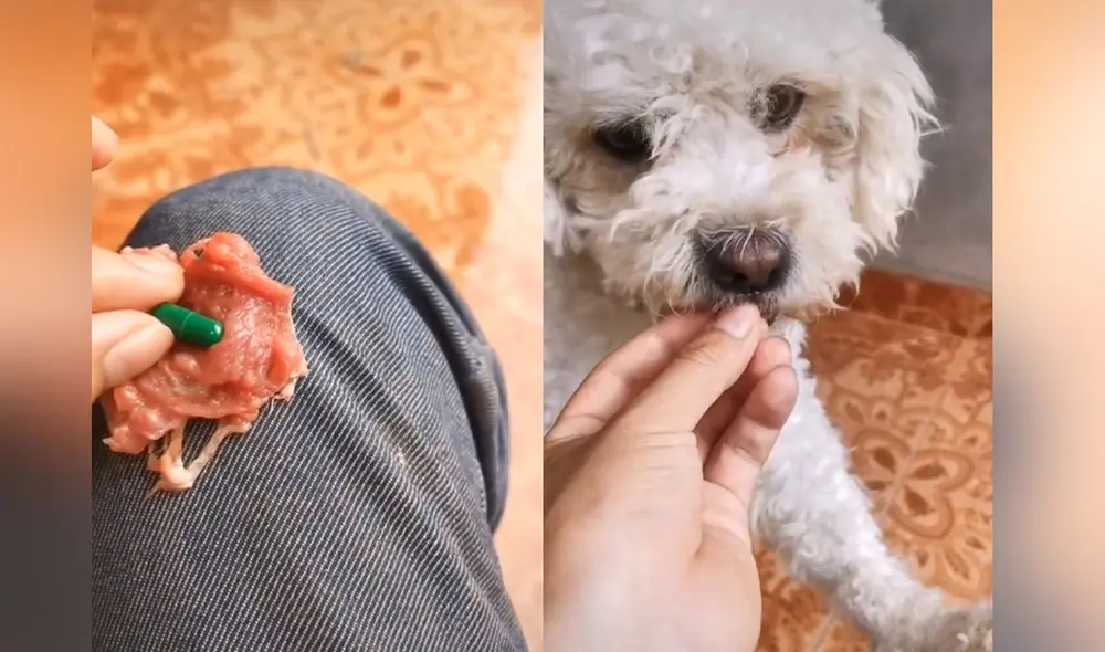 El can creyó que estaba comiendo solo un trozo de carne, pero este tenía escondida su medicina. Foto: captura de TikTok