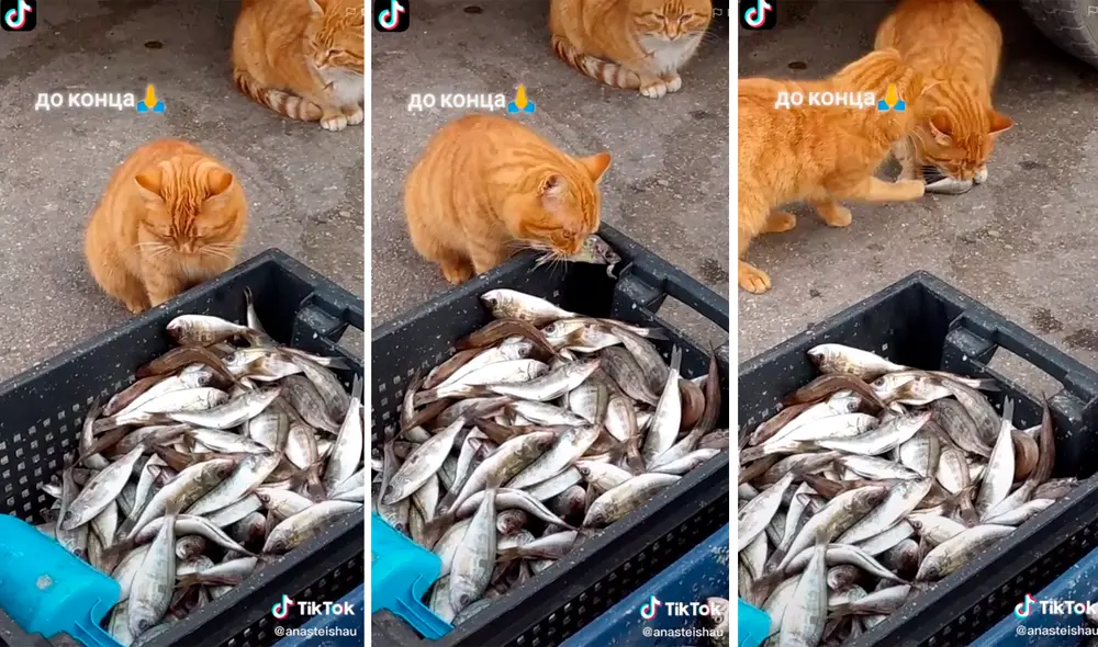 El gatito esperó que no haya nadie para ir a sacar el pescado y dárselo a su amigo. Foto: captura de TikTok