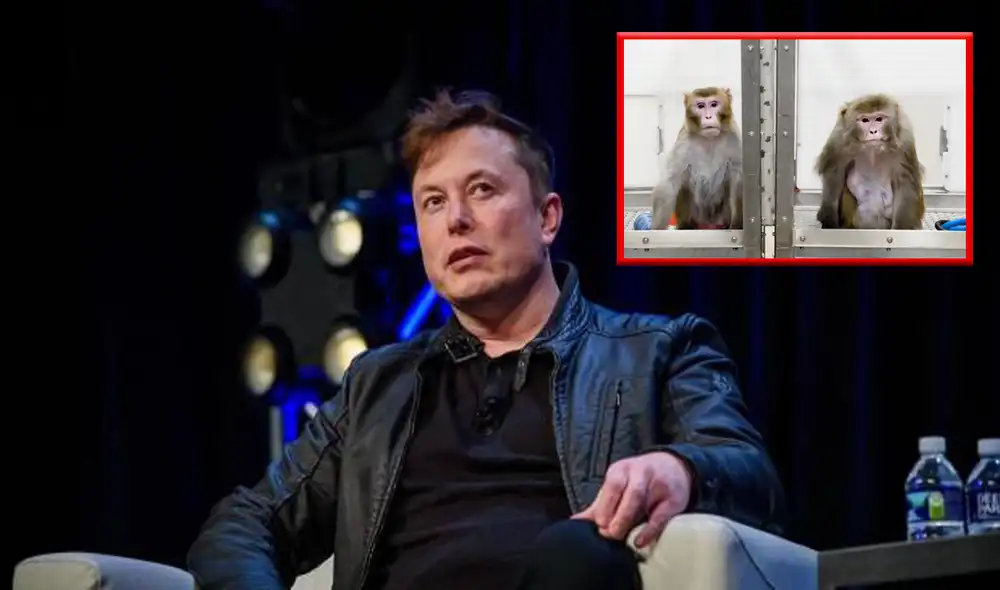 Musk cree que los seres humanos deben fusionarse con la inteligencia artificial. Por ahora, Neuralink trabaja con animales. Foto: referencial/ composición LR / ABC / Universidad de Wisconsin