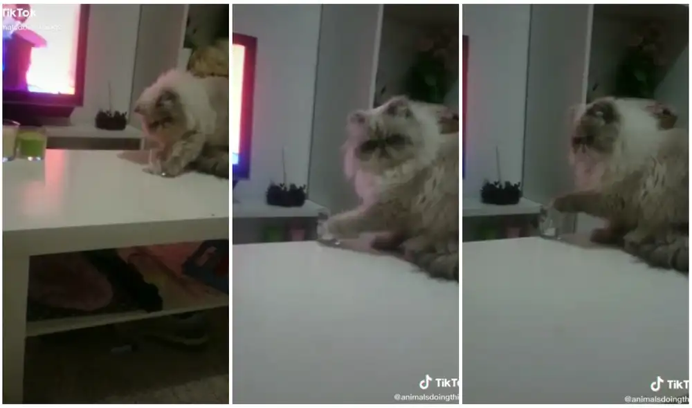 Al felino no le importó nada y siguió con su 'travesura'. Foto: captura de TikTok (@animalsdoingthings)