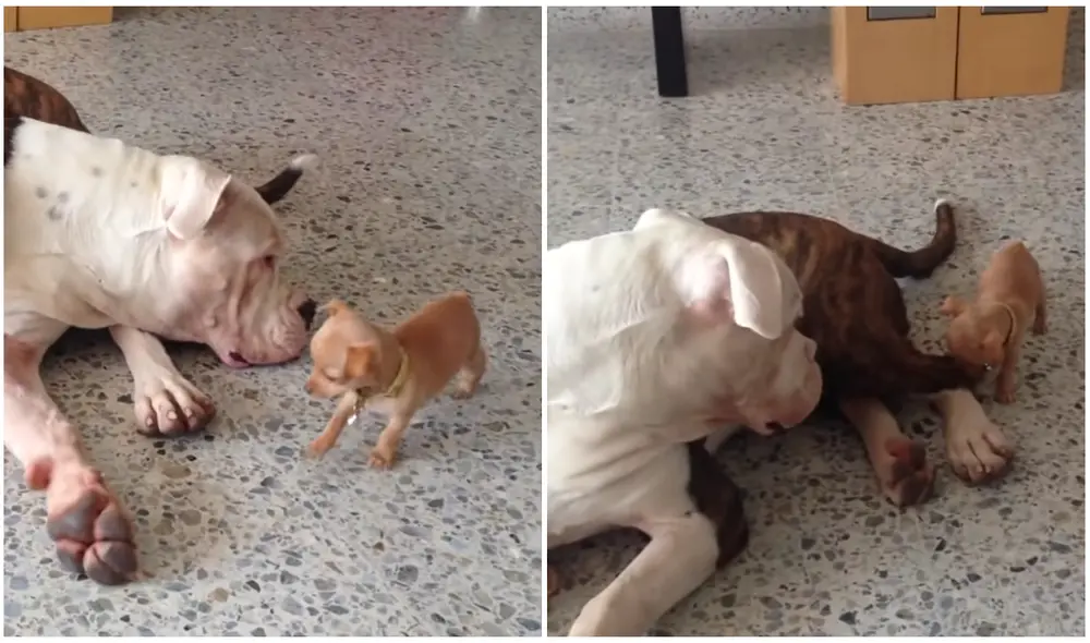 El pequeño can no paró hasta que el corpulento perro jugara con él. Foto: captura de YouTube Rumble Viral