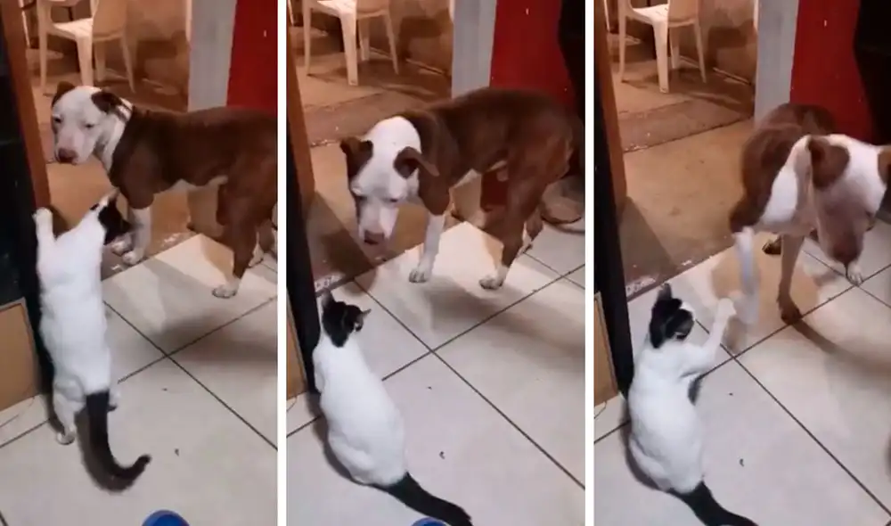 Un hombre se emocionó al ver juntos a sus mascotas; sin embargo, estos estuvieron a punto de enfrentarse. Foto: captura de TikTok