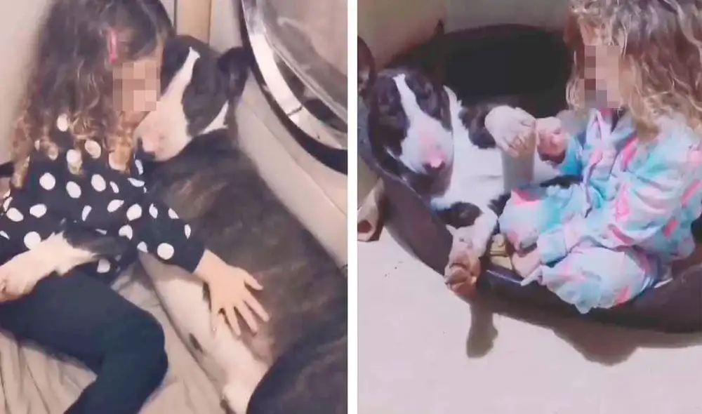 Una pequeña se encariñó con su nueva mascota desde el primer momento en que lo vio y no se despega de su lado. Foto: Caters Clips