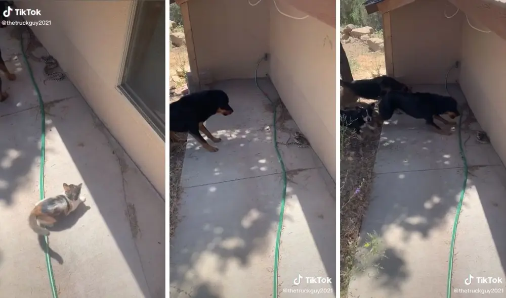 La defensa de estos perros a su compañero felino. Foto: captura de TikTok / @thetruckguy2021
