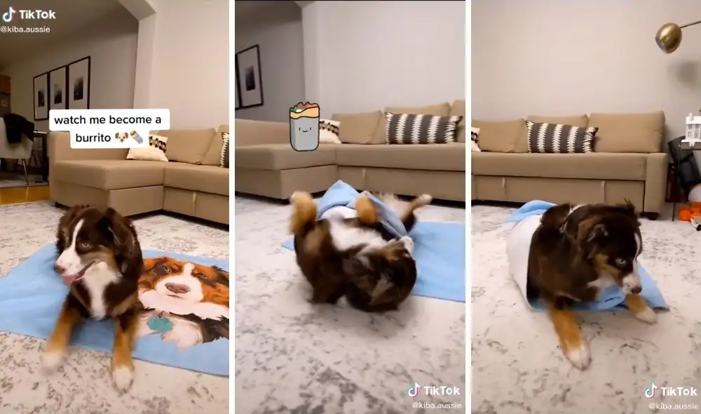 El truco que enterneció a miles de usuarios en TikTok. Foto: captura de TikTok / @kiba.aussie