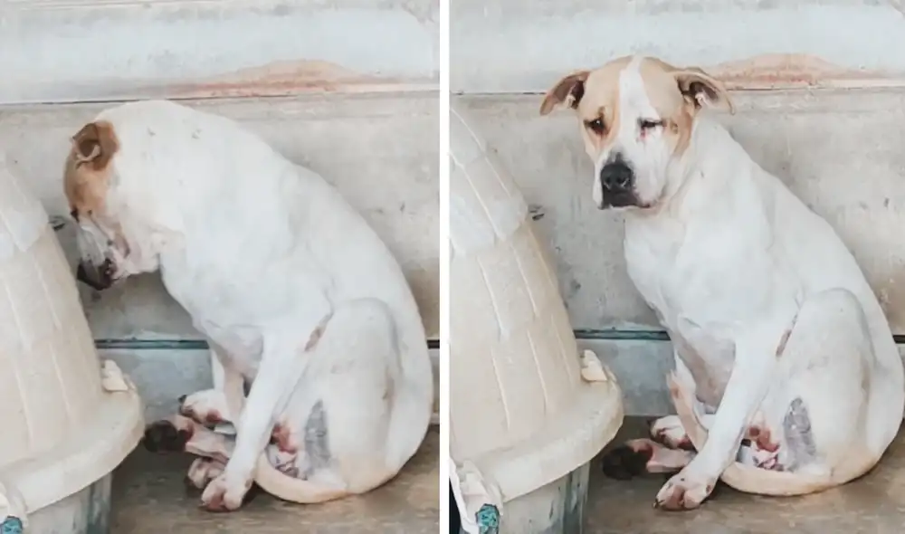 La perrita vive deprimida y sin ánimos para jugar. Se pasa las horas en un rincón con la mirada triste. Foto: captura de Facebook / Protectora d'Animals de Tarragona