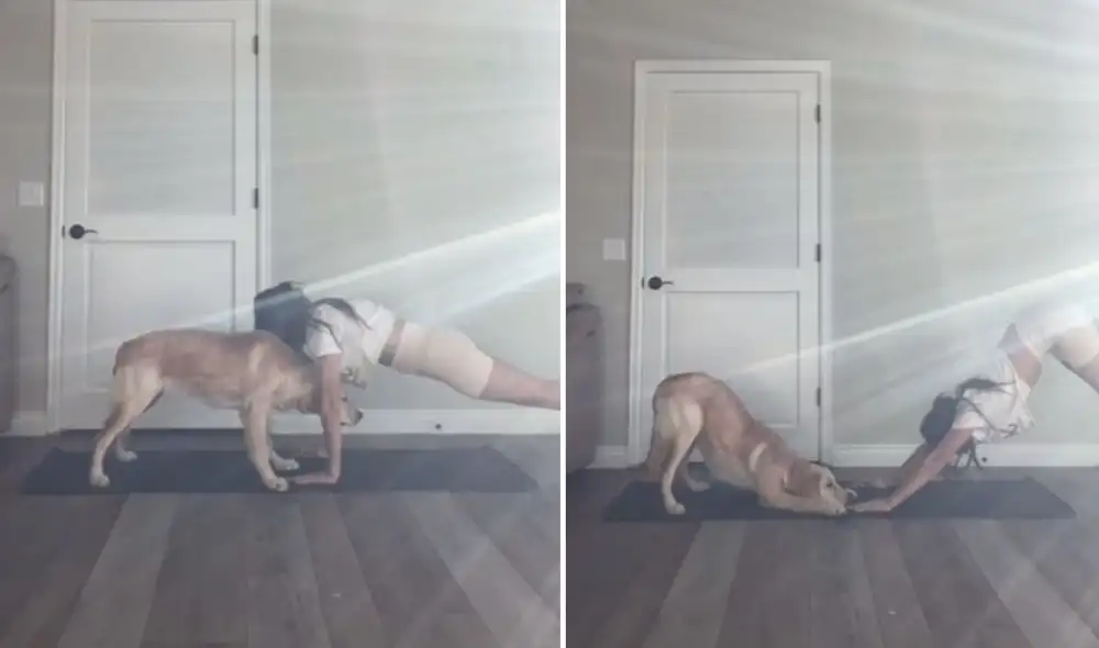 El can no se resistió y quiso imitar la meditación de su dueña. Foto: captura de TikTok
