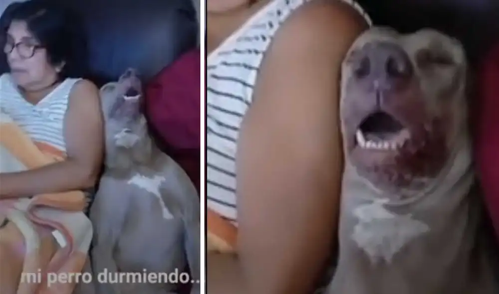 La mujer encontró a su cachorro durmiendo junto a su mamá. Foto: captura de Facebook.