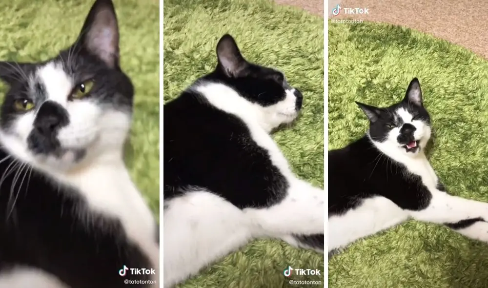 El minino descansaba tranquilo hasta que su dueña le pidió que 'canten' juntos. Foto: captura de TikTok / @tototonton El minino descansaba tranquilo hasta que su dueña le pidió que 'canten' juntos. Foto: captura de TikTok / @tototonton