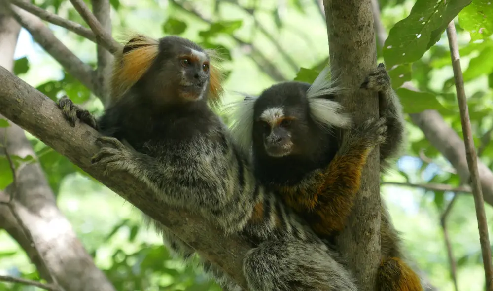 Los titíes demuestran un comportamiento social similar a los humanos. Foto: Universidad de Zúrich