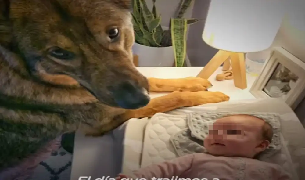 El video ha sido compartido en el canal El Dodo. Foto: captura de YouTube