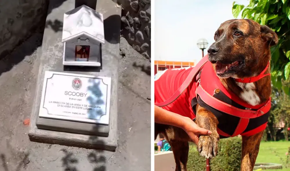 La Universidad Nacional de San Agustín decidió rendirle un homenaje a uno de los perros más queridos en Arequipa, llamado Scooby. Foto: UNSA/ Facebook La Universidad Nacional de San Agustín decidió rendirle un homenaje a uno de los perros más queridos en Arequipa, llamado Scooby. Foto: UNSA/ Facebook