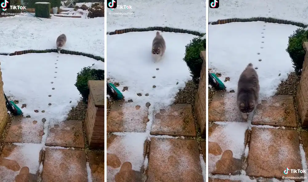 El minino sorprendió al volver a pisar las huellas que dejó al salir sin cometer ningún error. Foto: captura de TikTok