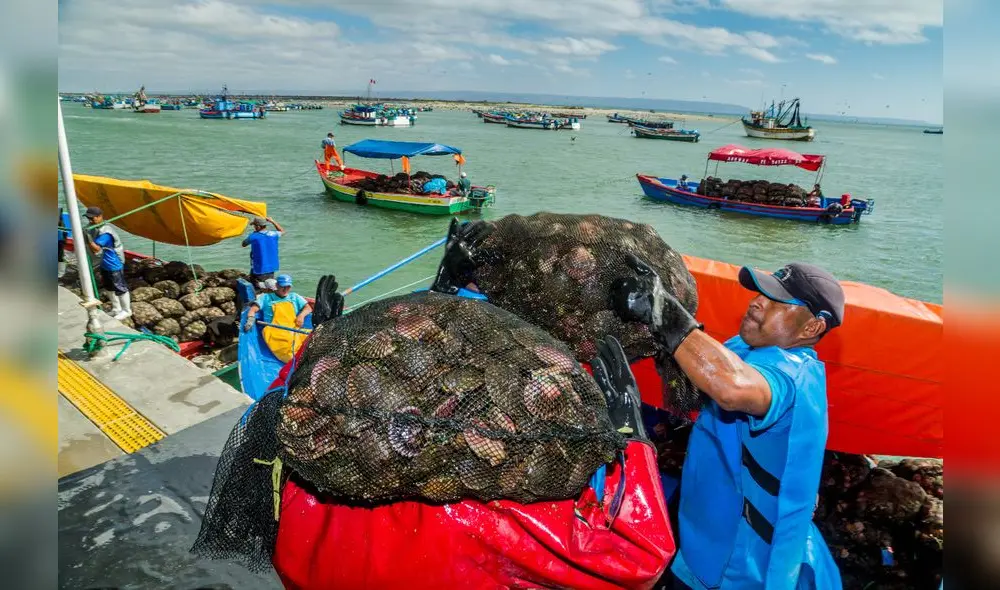Una embarcación Amype es cuando se produce de 3.5 a 150 toneladas brutas de concha de abanico. Foto: Juan Nunura