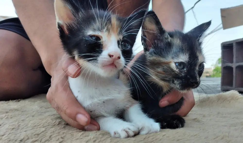 Gatitas pertenecen a la misma camada pues son inseparables. Foto: La República Gatitas pertenecen a la misma camada pues son inseparables. Foto: La República