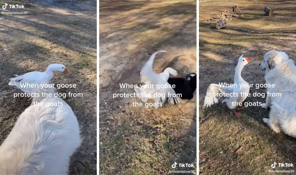 Así fue la 'intervención' del ganso. Foto: captura de TikTok / @melanielove30