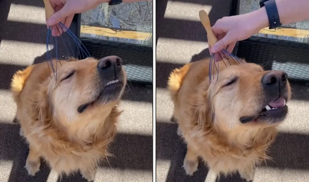 Así se vio el perrito durante los masajes. Foto: captura de TikTok / @neppyjo