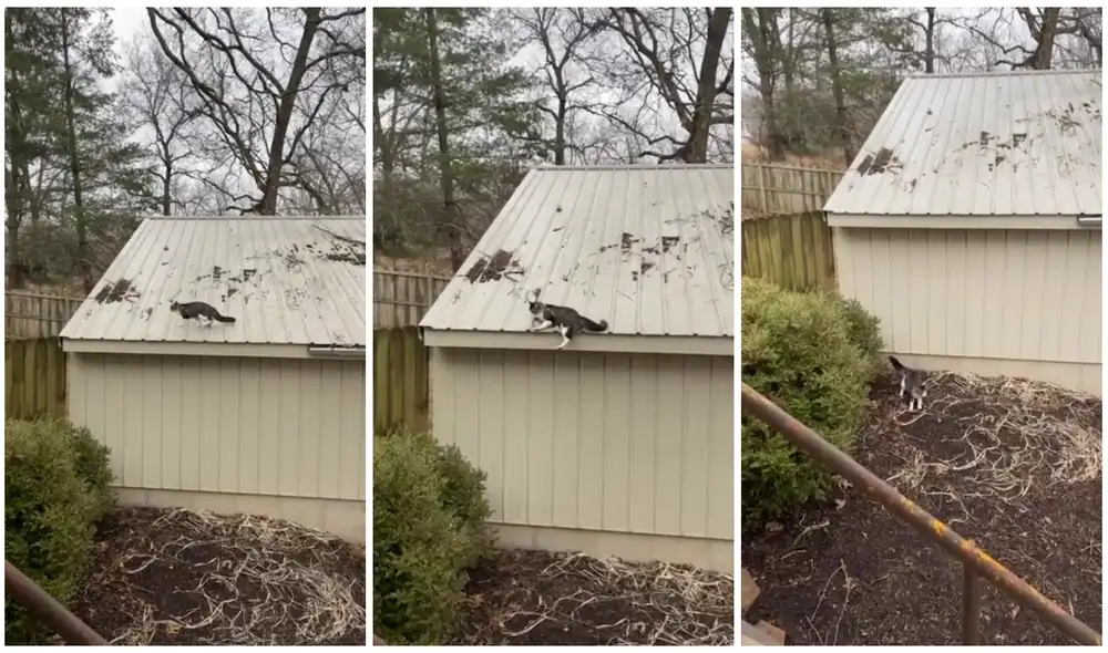 El animal no habría sufrido ningún daño, pues siguió en lo suyo. Foto: captura de YouTube Caters Clips El animal no habría sufrido ningún daño, pues siguió en lo suyo. Foto: captura de YouTube Caters Clips