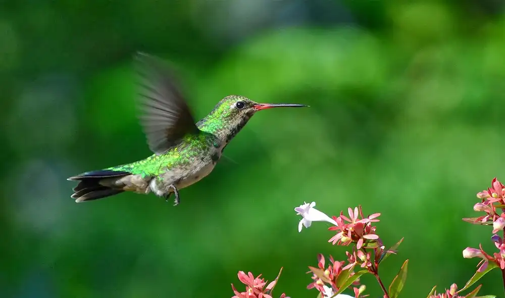 Los picaflores verdes son importantes polinizadores. Por ello, su preservación debe ser una prioridad. Foto: Foto Club de Observadores de Aves de la Reserva Ecológica Costanera Sur