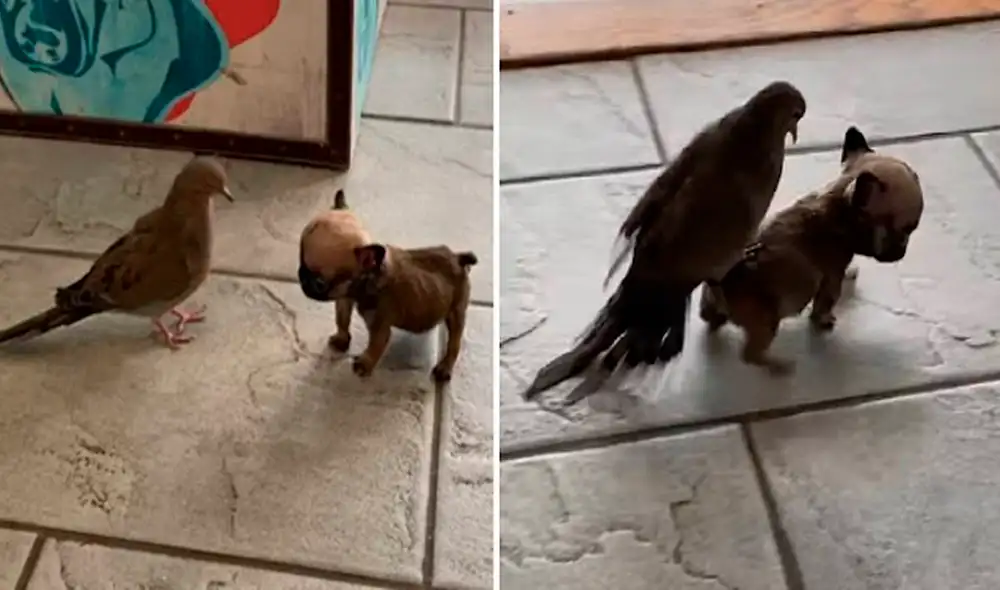 “Son los animales más pequeños aquí, cada uno necesita un ‘amigo’. ¡Han formado este vínculo por sí mismos!”, escribió la dueña. Foto: captura de Facebook