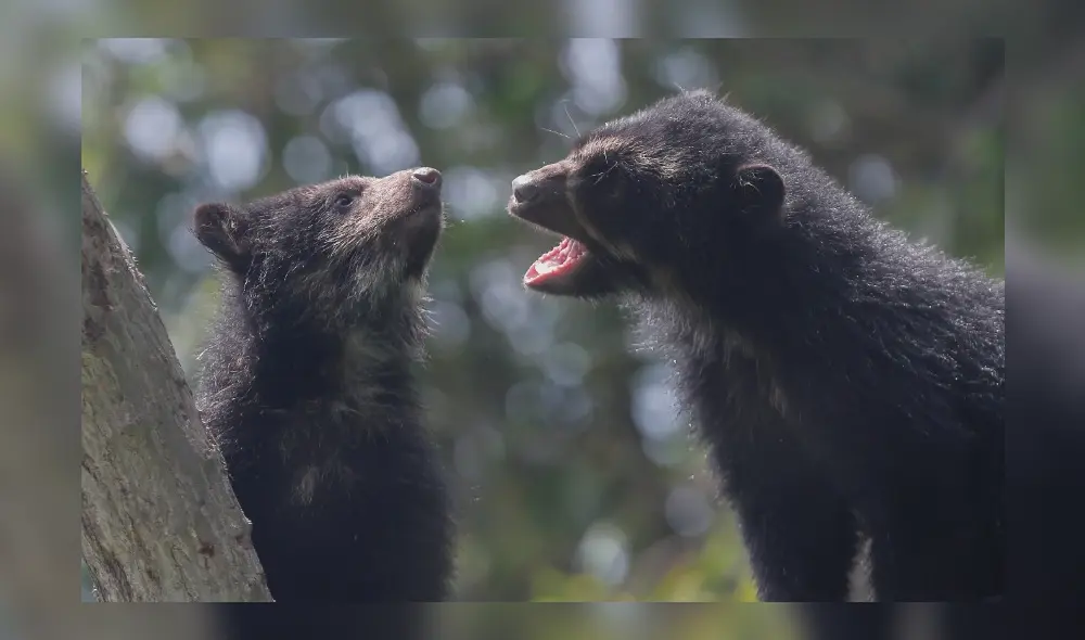 Mayni y Ukuku juegan en el ambiente que ocupan en el Parque de Los Leyendas, adonde fueron trasladados después de ser recuperados en la selva de PunoA. Foto: Antonio Melgarejo. Mayni y Ukuku juegan en el ambiente que ocupan en el Parque de Los Leyendas, adonde fueron trasladados después de ser recuperados en la selva de PunoA. Foto: Antonio Melgarejo.