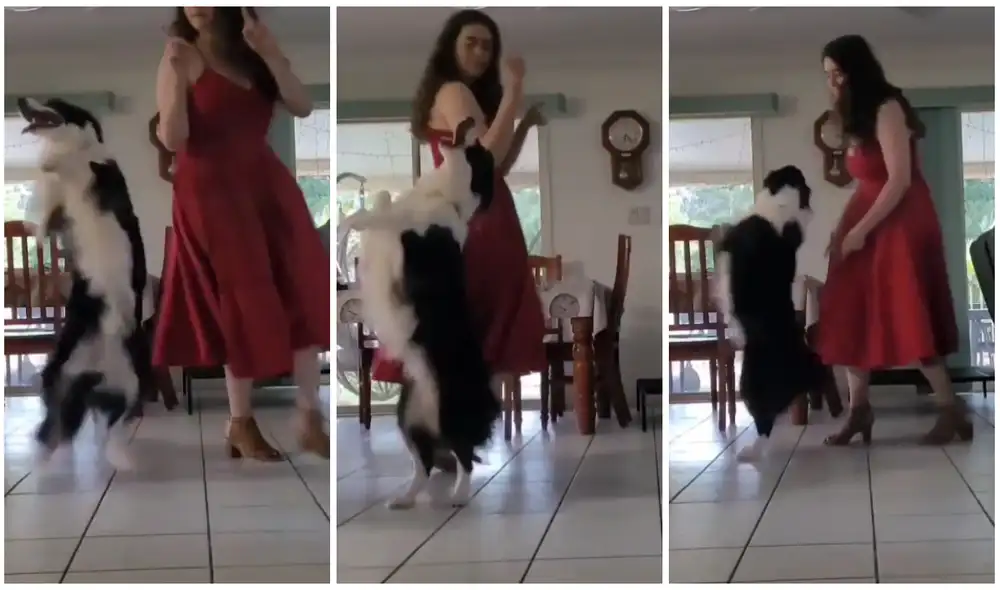 La mujer y su mascota tuvieron un rato de diversión. Foto: captura de Instagram (bordercolliefrankie)