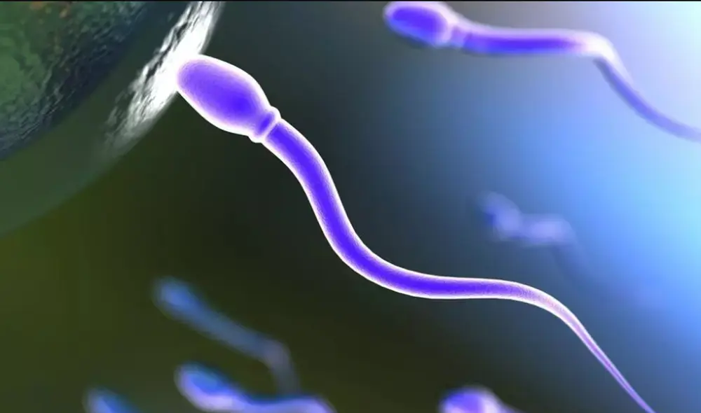 Ilustración de un espermatozoide tratando de introducirse en el óvulo. Foto: RFI