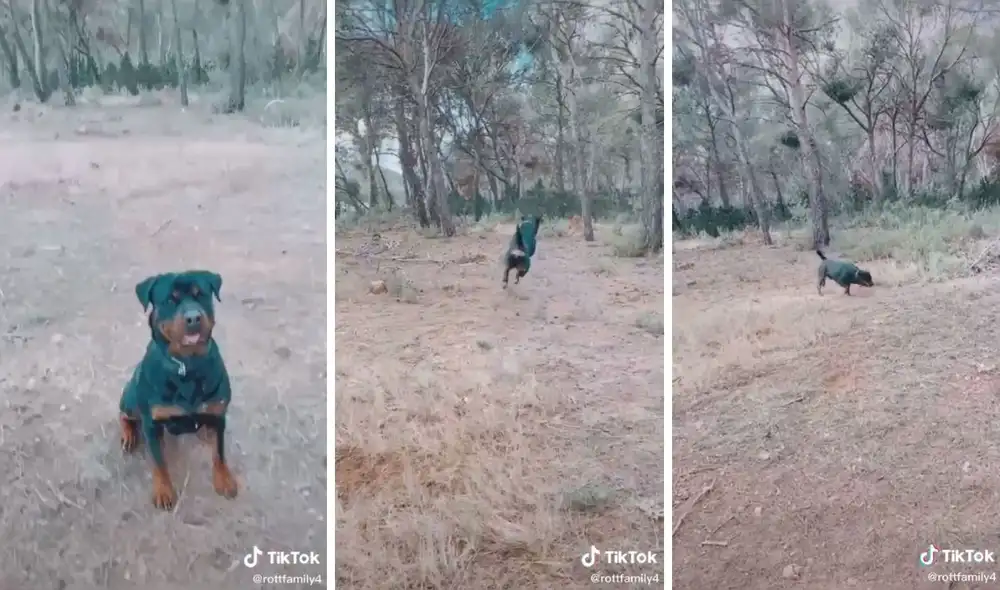 Así son los divertidos saltos de este perrito. Foto: captura de TikTok, @rottfamily4