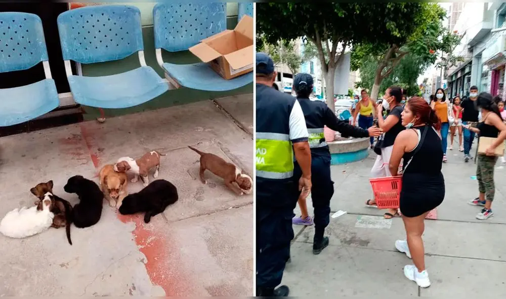 Personas vendían mascotas en malas condiciones en la avenida José Balta de Chiclayo. Foto: MPCh