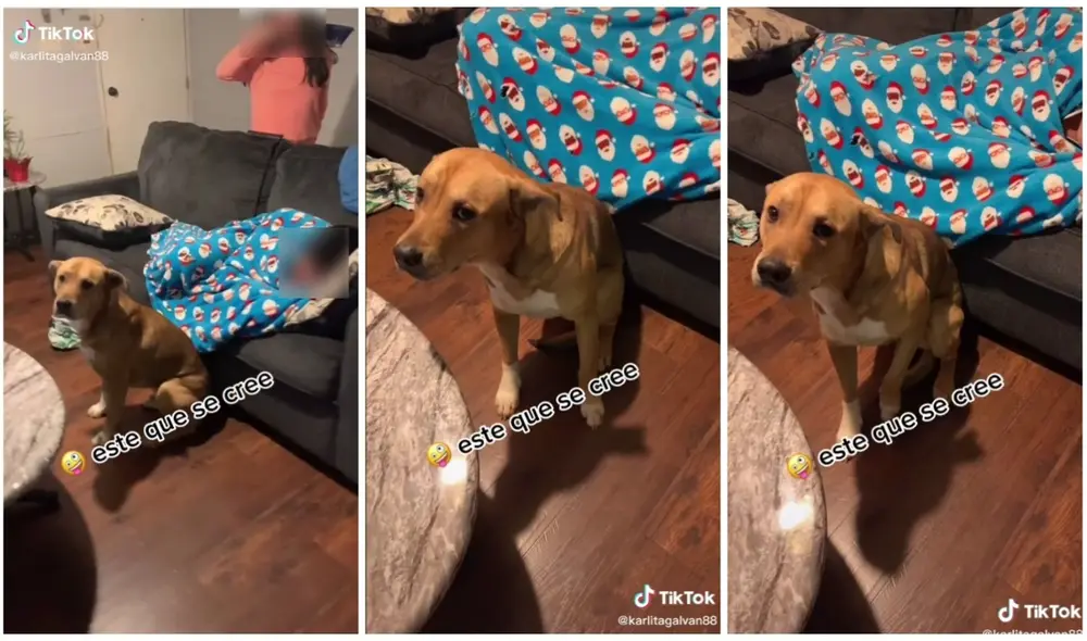 El can quiso meterse, pero cambió de opinión ante los gritos de la señora. Foto: captura de TikTok (@karlitagalvan88)