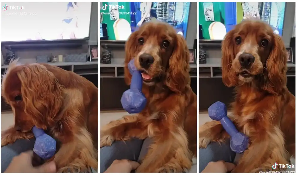 La perita lucía preocupada. Foto: captura de TikTok (@lyndajuanita) La perita lucía preocupada. Foto: captura de TikTok (@lyndajuanita)