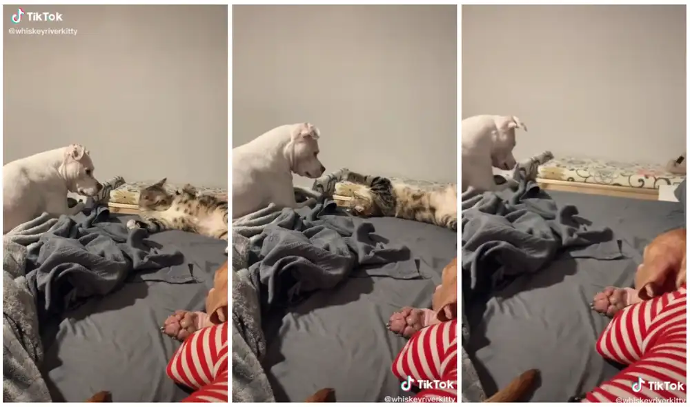 El perro siguió con su mirada la caída del minino. Foto: captura de TikTok (@whiskeyriverkitty)