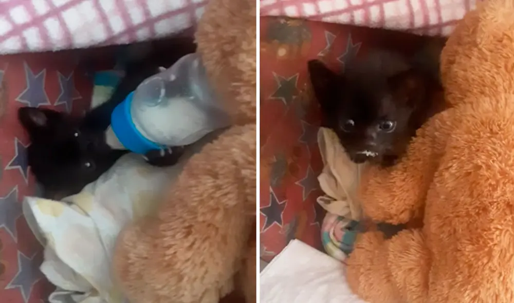 Un hombre acondicionó un pequeño espacio de su hogar para cuidar a un pequeño gato que fue abandonado por su madre. Foto: captura de YouTube