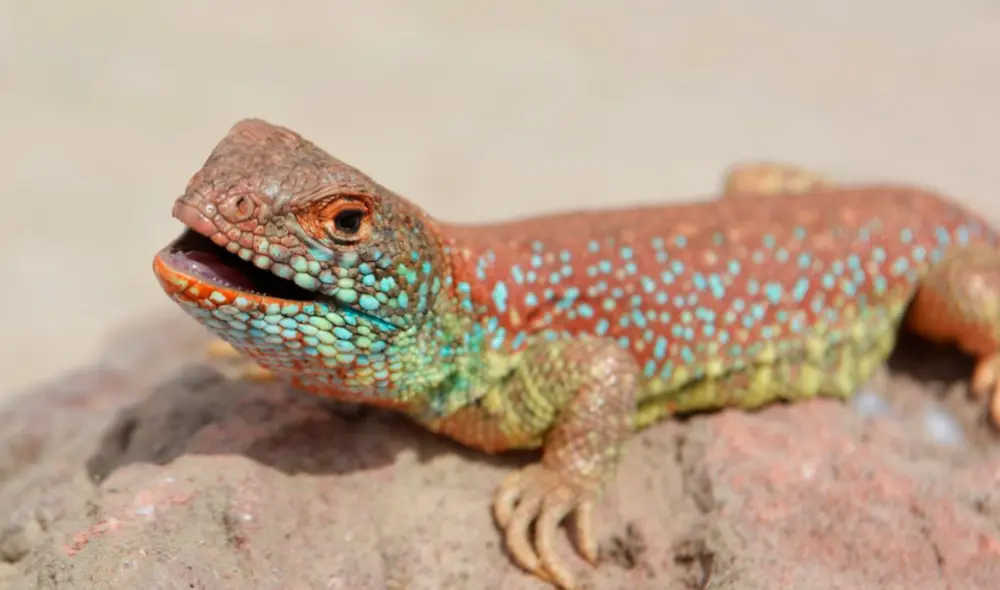 Descubrimiento. Nueva especie será reconocida formalmente con una publicación en una revista científica. Foto: UNJB Descubrimiento. Nueva especie será reconocida formalmente con una publicación en una revista científica. Foto: UNJB