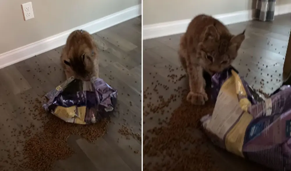 El felino fue sorprendido por su dueña, pero continuó comiéndose todas las galletas que pudo. Foto: captura de YouTube