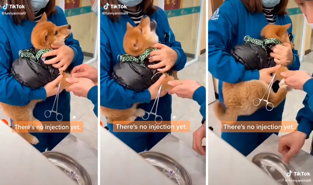 Su dueña lo llevó al veterinario para su vacuna sin imaginar que tendría esa conmovedora reacción. Foto: captura de TikTok Su dueña lo llevó al veterinario para su vacuna sin imaginar que tendría esa conmovedora reacción. Foto: captura de TikTok