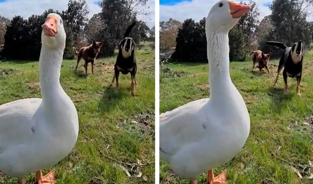Un día, un ganso escuchó los fuertes ladridos de sus ‘amigos’ y decidió acompañarlos al imitarlos con su graznido. Foto: captura de Facebook