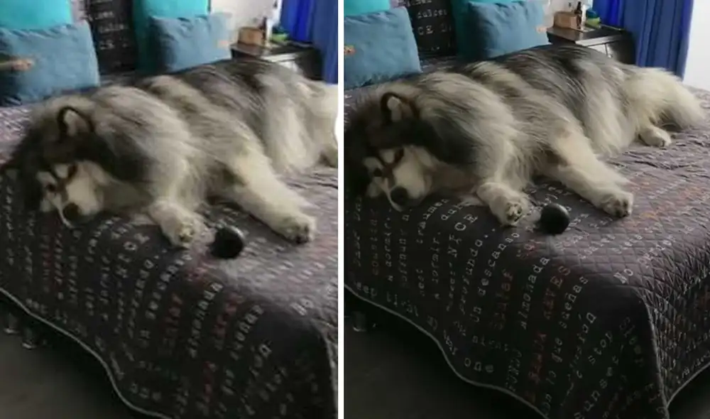 El cachorro fue descubierto dentro del cuarto de su amo. Foto: captura de TikTok.