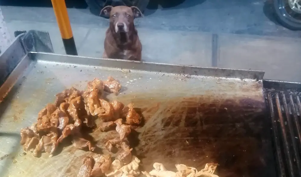 El perro acude todas las noches al local y espera pacientemente que le brinden su cena. Foto: captura de Facebook / Restaurante Ajilalo El perro acude todas las noches al local y espera pacientemente que le brinden su cena. Foto: captura de Facebook / Restaurante Ajilalo