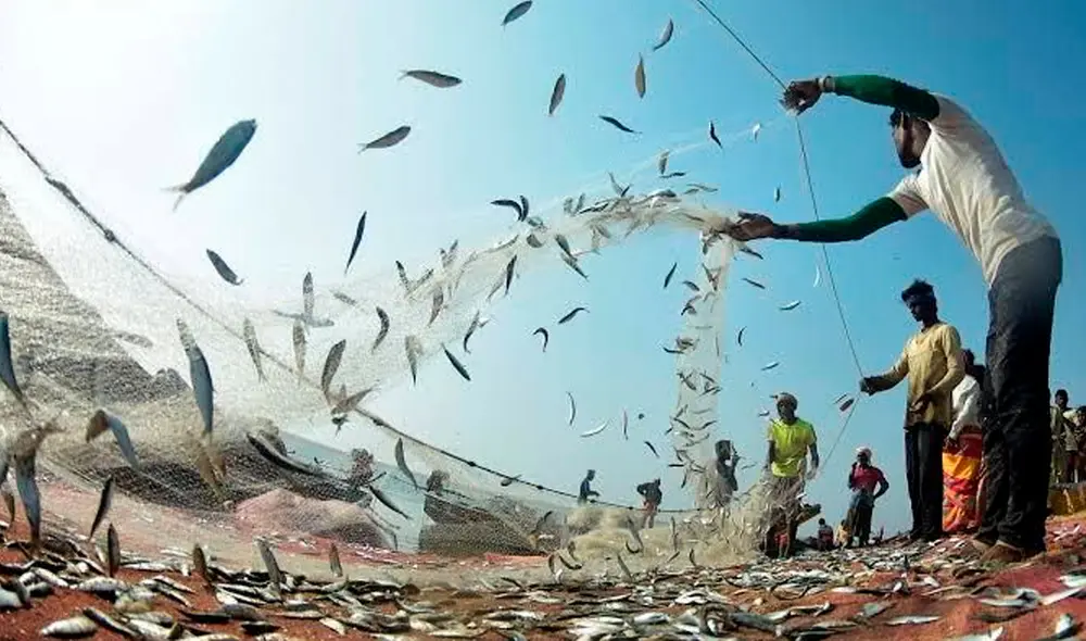 Las capturas realizadas serán contabilizadas dentro del límite individual de cada embarcación. Foto: Produce